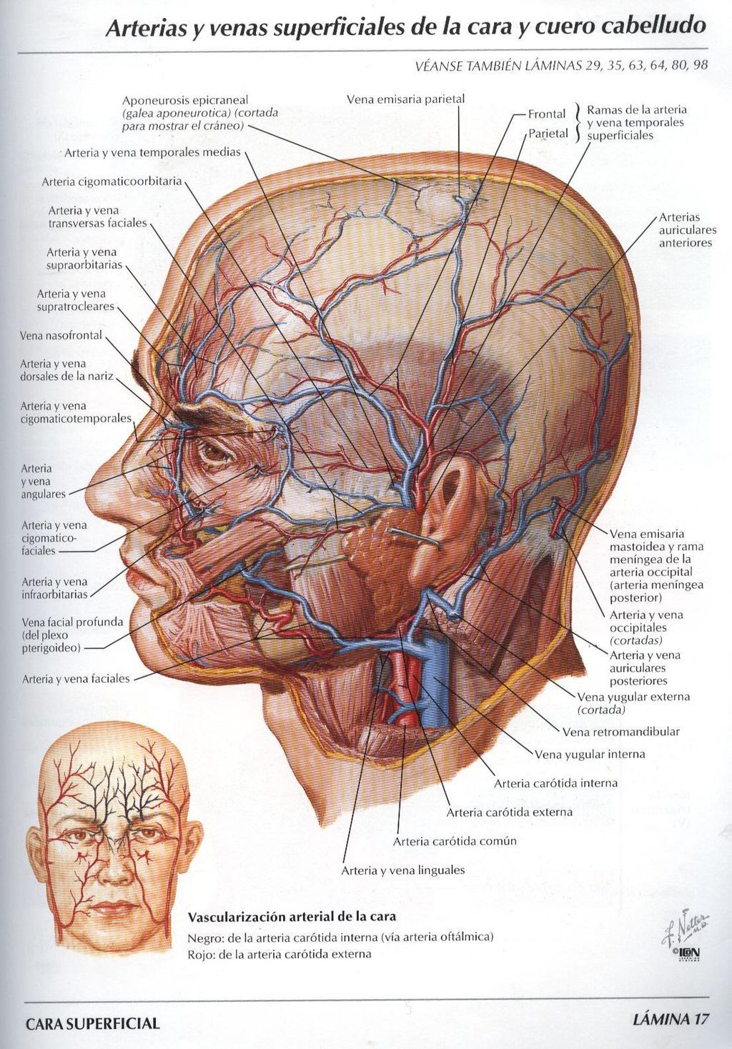 Vena tiroidea superiore La vena tiroidea superiore origina dalle porzioni superiori dei lobi laterali della tiroide: - si dirige carnalmente e lateralmente per raggiungere la giugulare interna -