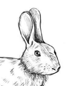 Conigli Stordimento elettrico Gli elettrodi nei conigli vanno posizionati ai lati della testa tra la base delle orecchie e gli occhi.