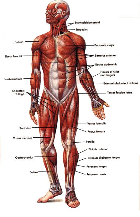 I muscoli costituiscono gli organi attivi dell apparato locomotore, sono circa 500, quasi tutti pari e simmetrici, a parte il muscolo diaframma che è impari e presenta notevoli