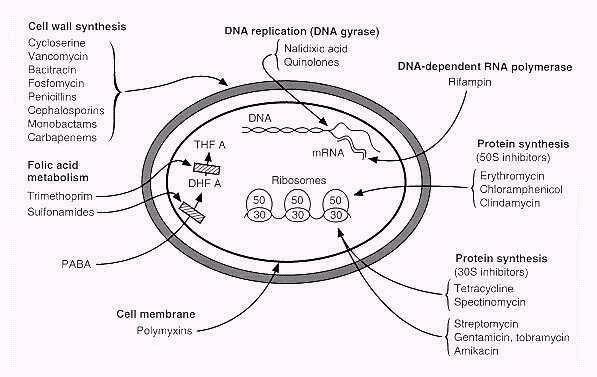 BERSAGLI DEGLI ANTIBIOTICI! 1) SINTESI DELLA PARETE BATTERICA! 2) SINTESI PROTEICA!