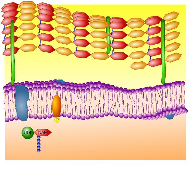 1) NEL CITOPLASMA: sintesi monomeri di peptidoglicano (legati a UDP)