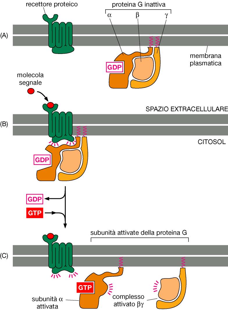 Recettori accoppiati a proteine G GPCR=G protein coupled receptors 700 diversi