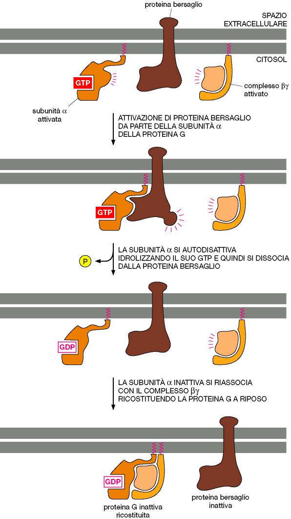 Recettori accoppiati a proteine G SPEGNIMENTO Ritorno allo stato inattivo della proteina G Alcune tossine batteriche impediscono la disattivazione