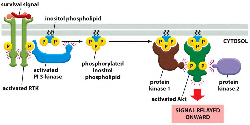 Figure 16-33 Essential Cell Biology ( Garland