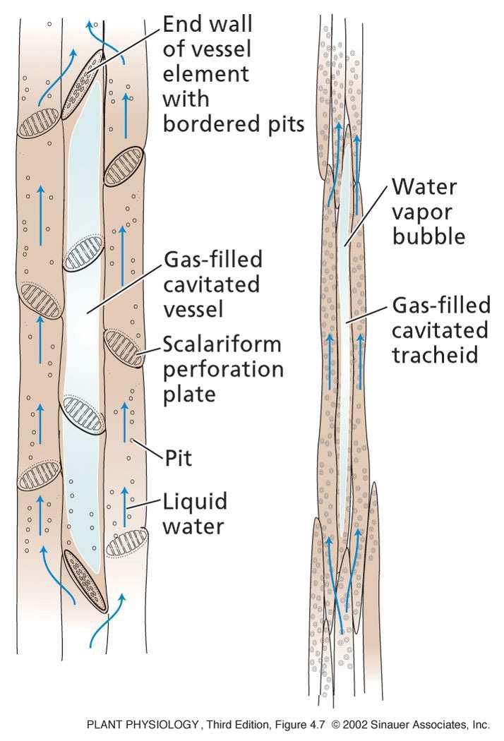 Cavitazione I gas disciolti nell H 2 O sotto tensione tendono a passare nella fase vapore formando bolle che si espandono.