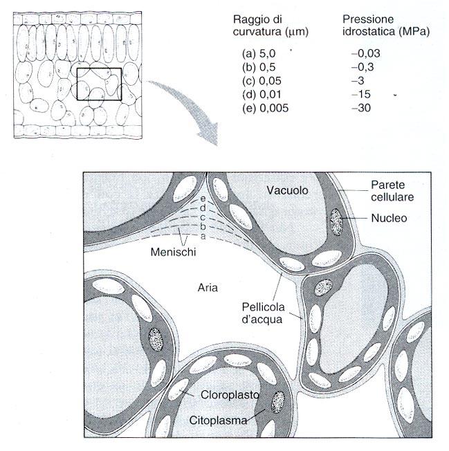 evaporazione dell H 2 O si sviluppa sulla superficie delle pareti cellulari una