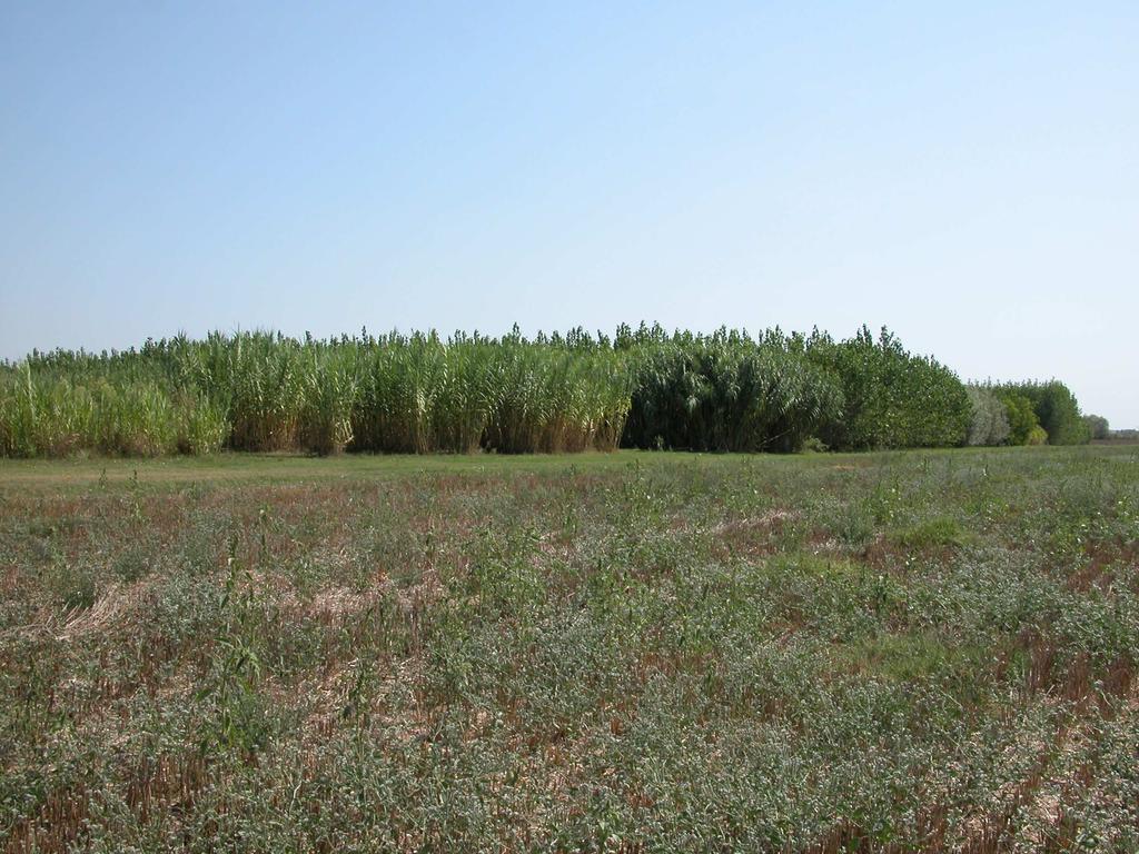 Panoramica delle coltivazioni da energia allestite dal CRA-CIN ad Anzola dell Emilia (BO) Mario Di Candilo Centro di Ricerca per