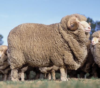 FIBRE TESSILI: LANA e SETA LANA PRODUZIONE: la lana si ottiene dalla tosatura di animali quali pecore, cammelli e capre durante