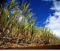 etanolo/ha x anno biodiesel palma da olio 5-8 t olio/ha x anno mais 3-4 t etanolo/ha x anno colza 0,6-1,2 t
