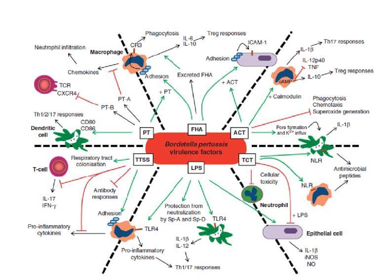 dermonecrotica tossina tracheale citotossica lipooligosaccaride resistenza al locus del killing adesione immunomodulazione adesione attivazione