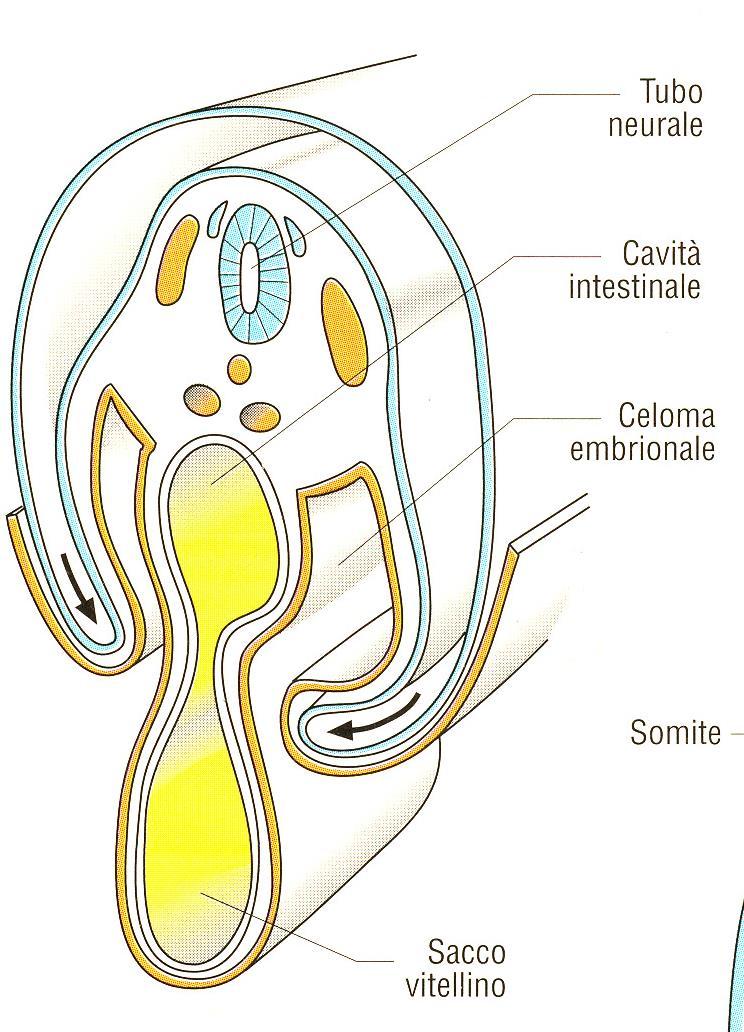 DELIMITAZIONE dell embrione a seguito delle pieghe laterali e longitudinali Intestino ant Intestino medio Intestino