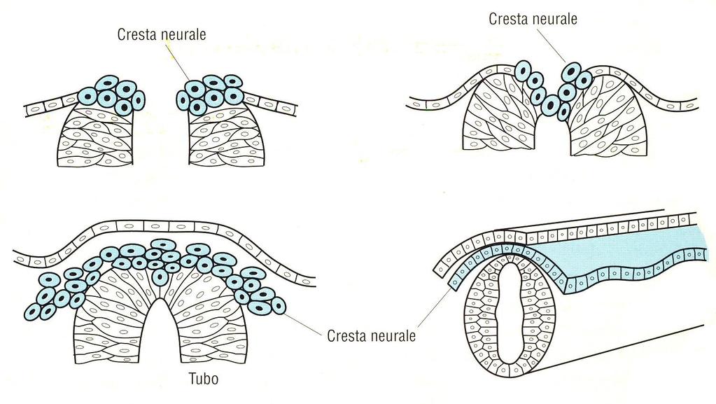 SVILUPPO DELL ECTODERMA -La cresta neurale è una popolazione di cellule che migrano in regioni diverse del corpo.