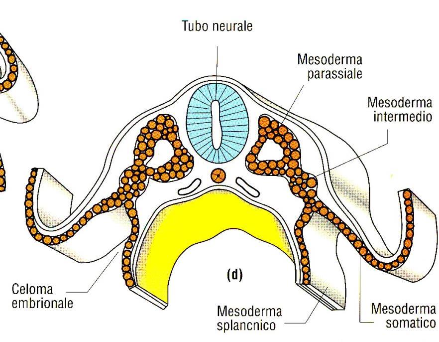 LO SVILUPPO DEL MESODERMA (mesoderma parassiale) fine III sett il mesoderma è diviso in 5 aree organo-formative Mesoderma cordale Mesoderma intermedio Splancnopleura somatopleura Mesoderma parassiale