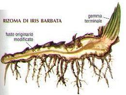 a. Rizomi fusti ispessiti orizzontali ad accrescimento