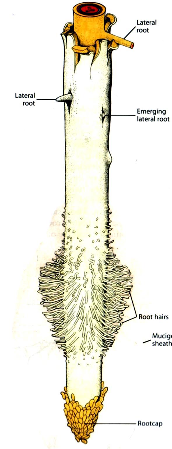 Zona suberosa o delle radici laterali (di origine primaria nelle Monocotiledoni e per lo più secondaria