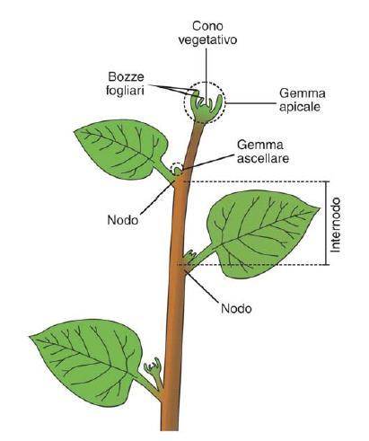 Germoglio: organizzazione strutturale più complessa della radice.