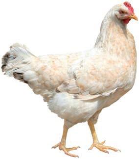 Con il termine generico uova si intendono quelle di gallina.