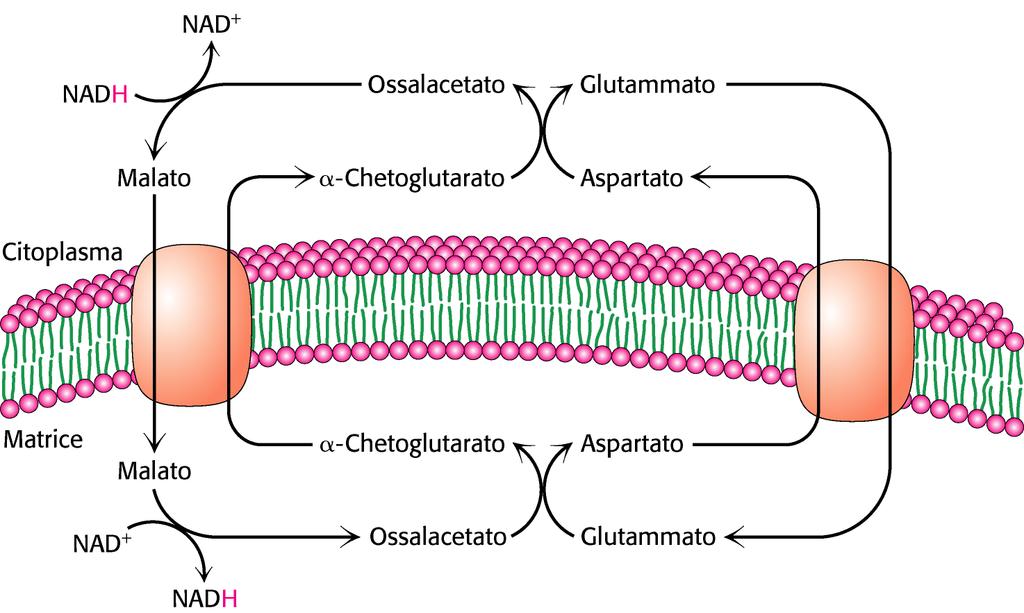 Sistema navetta malato/aspartato (attiva nel fegato e nel cuore) GLICOLISI 2 Malato deidrogenasi citosolica 1 7 Transamminazione 3 6 Traslocatore malato/α-chetoglutarato