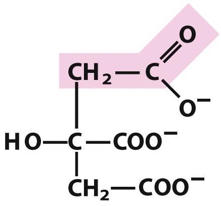 FLUOROACETIL-CoA: INIBITORE SUICIDA DELL ACONITASI H F C C H O S-CoA È un metabolita del FLUOROACETATO (Tossina usata come pesticida) È riconosciuto come substrato dalla citrato-sintasi che lo