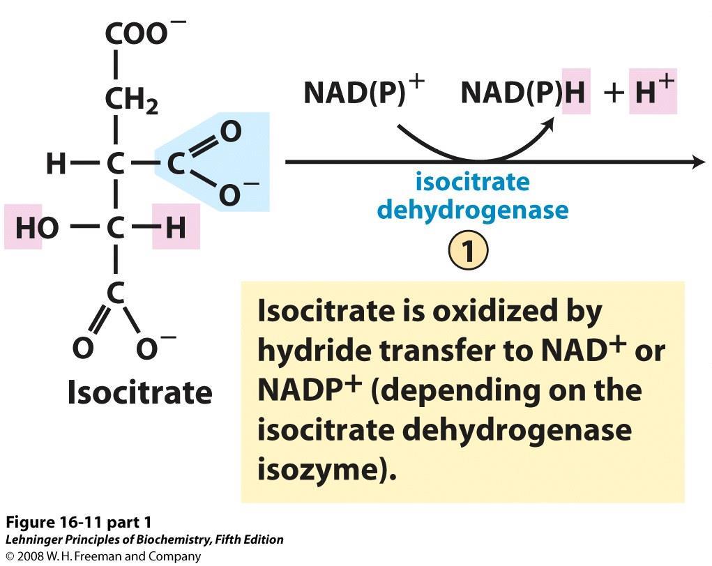 Decarbossilazione ossidativa dell isocitrato Il gruppo OH in C-2 dell isocitrato subisce un ossidazione che porta alla produzione di NADH (NADPH) e alla