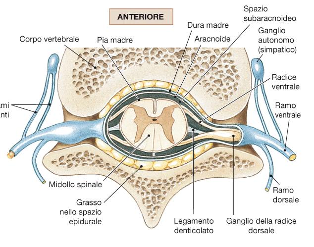 SPAZI MENINGEI Tra la DURA MADRE e le pareti del canale vertebrale c è lo spazio epidurale che contiene tessuto connettivo, vasi sanguigni e tessuto adiposo.