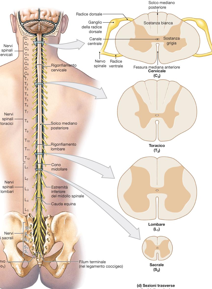 Struttura interna del MS: Il solco mediano posteriore e la fessura mediana anteriore dividono il MS in due metà uguali e simmetriche (dx e sn) e si estendono lungo tutto il MS (dal bulbo al cono