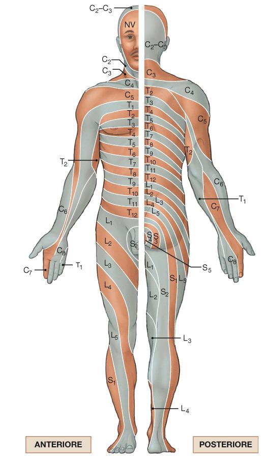 DERMATOMERI Ogni paio di nervi spinali controlla una specifica regione della superficie cutanea (dermatomero).