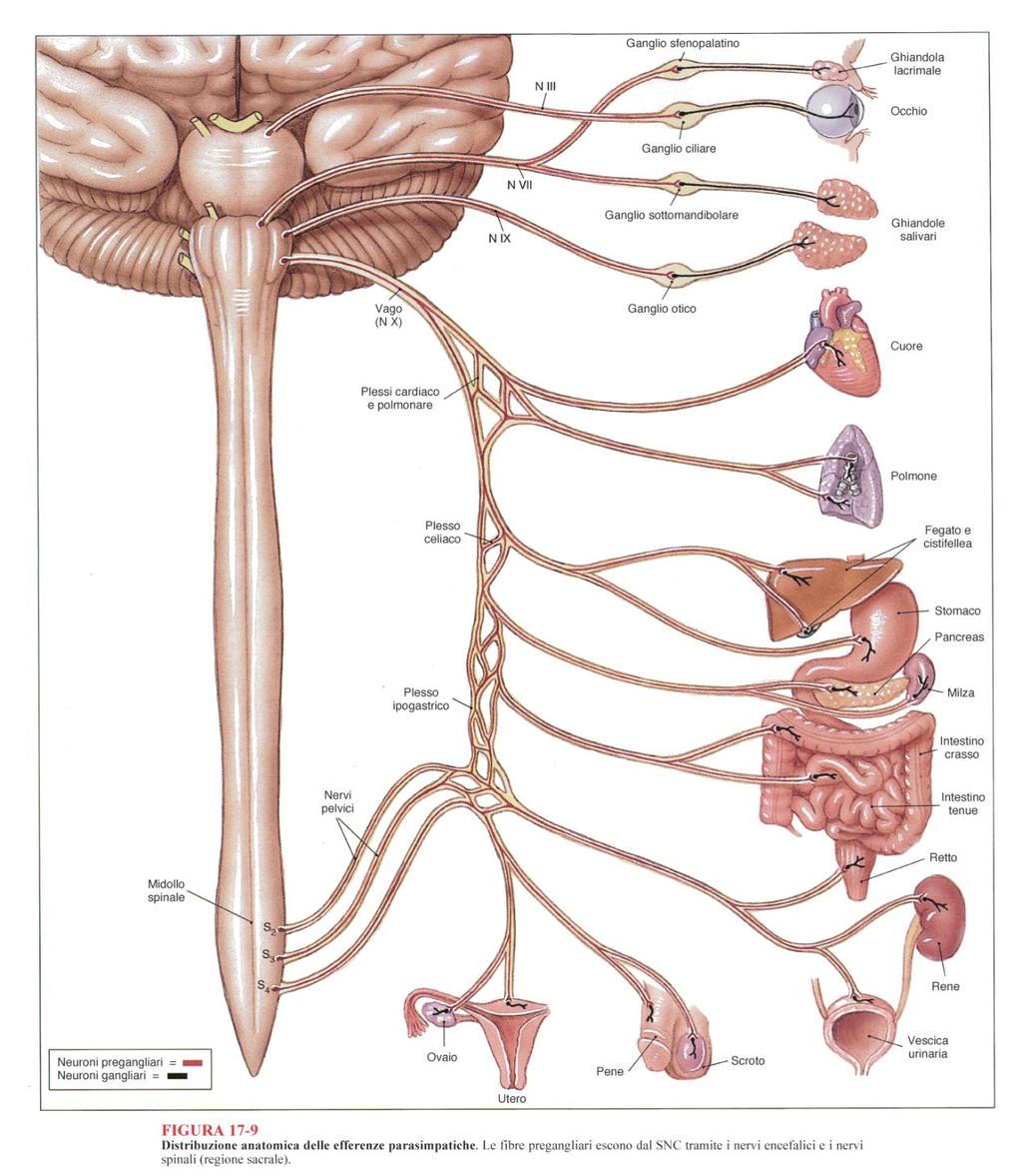 Sistema nervoso parasimpatico (divisione