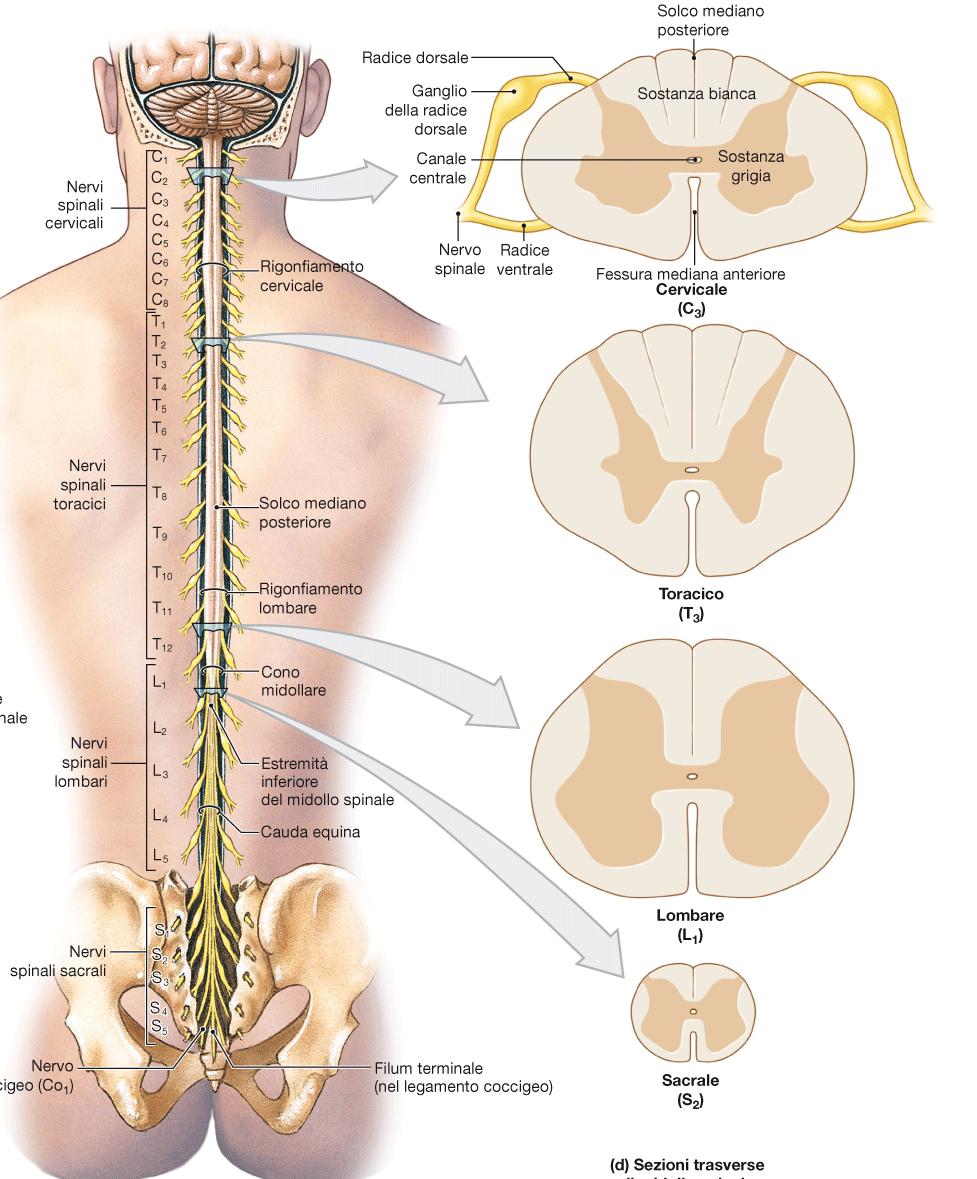 Midollo spinale -lunghezza: circa 45 cm; (CV -> 71cm) (28g) -diametro ventro-dorsale: circa 1 cm -limite superiore (convenzionale): a livello del grande foro occipitale -limite inferiore: cono