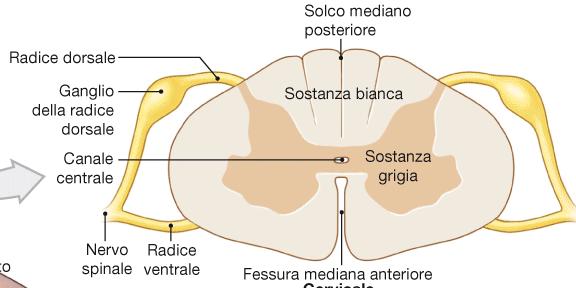 RADICI dei NERVI SPINALI destro sinistro Ogni nervo spinale ha 2 radici per lato: radice anteriore o ventrale radice posteriore o dorsale La radice dorsale è associata ad un ganglio composto da
