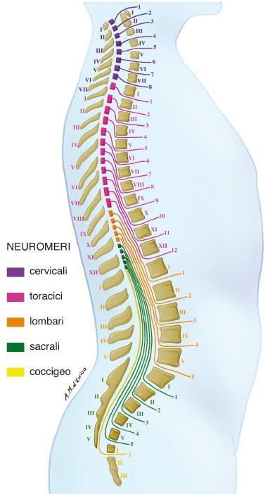 A livello LOMBARE, SACRALE E COCCIGEO i nervi che emergono dal MS non abbandonano la colonna vertebrale allo stesso livello della loro emergenza.