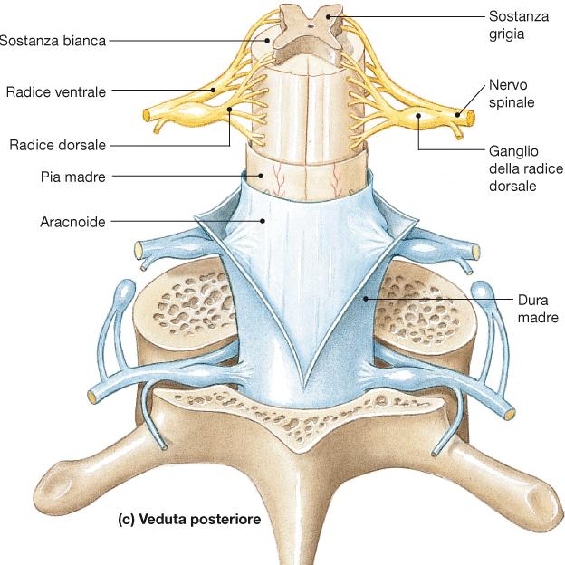 MENINGI SPINALI Le meningi sono membrane specializzate che offrono stabilità fisica e protezione dagli urti. Coprono il MS e le radici dei nervi spinali.