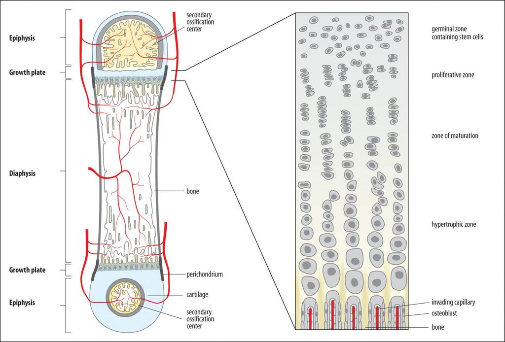 Cartilagine