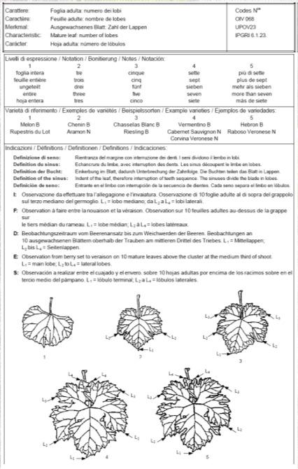 cordifolia