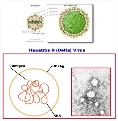 7 Virus dell epatite Delta Il virus dell'epatite Delta (HDV) è stato s'coperto nel 1977, prima come antigene nei nuclei di epatociti infettati da HBV.