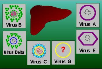3 I virus responsabili di epatiti virali I virus responsabili di epatite sono distinguibili in: virus a trasmissione oro-fecale virus dell'epatite A (HAV) virus dell'epatite E (HEV) virus a