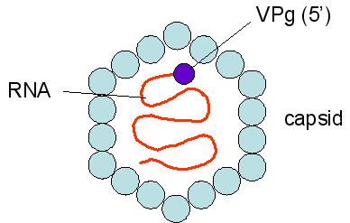 a l0). Il genoma di HAV è direttamente infettante, e viene trascritto in una poliproteina di circa 2200 aminoacidi, successivamente processata in 4 proteine strutturali e in 7 non strutturali. 4.3.