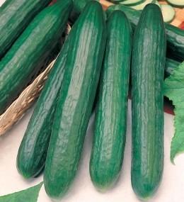 CETRIOLI Cetriolo Lungo Verde degli Ortolani biologico Varietà a ciclo tardivo che produce frutti di media lunghezza, cilindrici con estremità arrotondate e di colore verde.