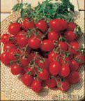 Semina: Da aprile a Giugno Pomodoro Nano Red Cherry ciliegino Varietà indeterminata da crescere con tutore, ricco di grappoli di pomodorini da 20-25 g. dal sapore molto dolce.