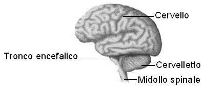 TRONCO ENCEFALICO Il tronco encefalico mette in comunicazione l encefalo col midollo spinale ed è è situato nella parte interna del cranio e all estremità della colonna vertebrale.