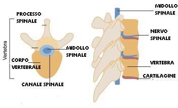 per i riflessi pupillari e per il movimento del bulbo oculare. MIDOLLO SPINALE Il midollo spinale umano è contenuto e protetto dalle vertebre della colonna vertebrale.