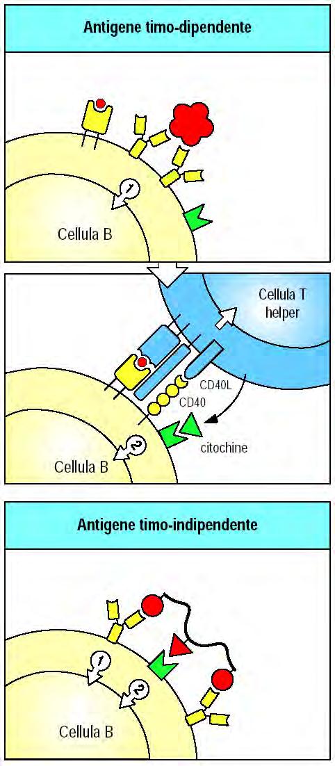 Necessari 2 segnali per attivare i linfociti B Primo segnale: BCR Secondo segnale = - Antigeni timo-dipendenti (TD):.