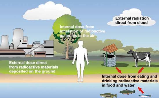 F. Gongolo - Gli aspetti sanitari dell emergenza radiologica Esposizione per l uomo in caso di rilascio ambientale di materiale