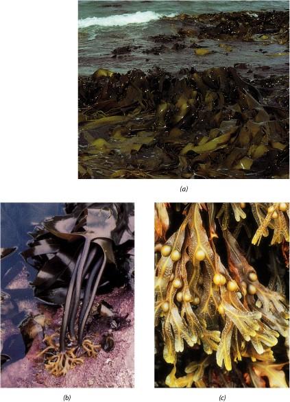 Phaeophyta (alghe brune) Comprendono macroalghe con strutture molto complesse ma anche