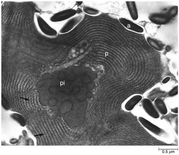 Rhodophyta (alghe rosse) Ficobiline nei ficobilisomi sui tilacoidi (similmente ai cianobatteri)
