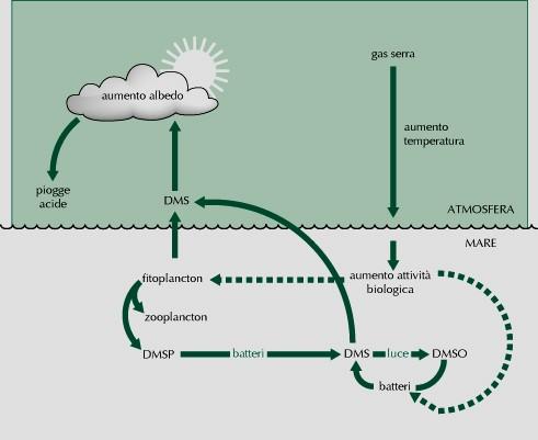 Alghe e Ambiente Produzione di tossine Trasformazioni fotochimiche in atmosfera Produzione di DMS DMS areosol che addensa l