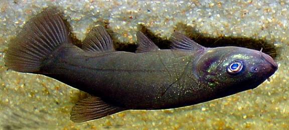 La fauna ittica dei grandi laghi profondi Popolamento del litorale tinca