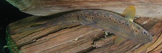 La fauna ittica dei laghi alpini d'alta quota Popolamento Quota