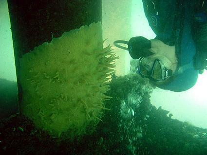 Le spugne Spongilla lacustris Possiamo trovarle sia su