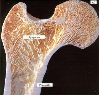 STRUTTURA LAMELLARE OSSO SPUGNOSO I sistemi lamellari dell osso spugnoso non formano strutture organizzate ma semplici TRABECOLE LA DISTRIBUZIONE DELLE TRABECOLE DELL OSSO SPUGNOSO DIPENDE DALLE